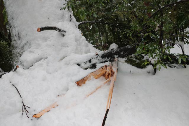 登山口付近の折れたばかりの枝