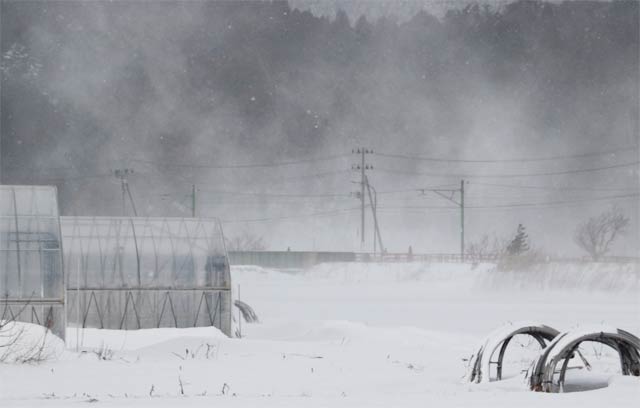 弥彦村内で地吹雪