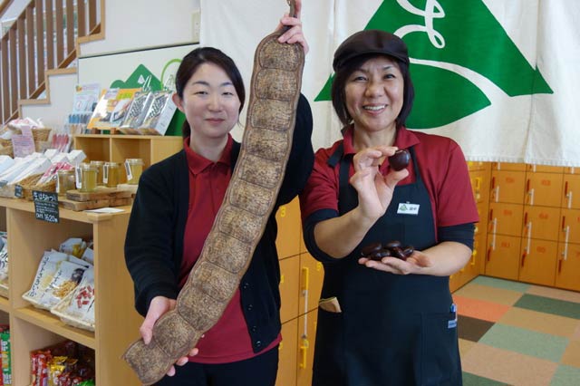 「森の湯小屋 さぎの湯 しらさぎ荘」が「世界一の豆風呂」として風呂に入れるモダマの巨大なさやと豆