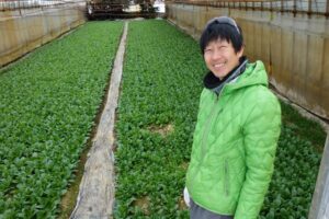 収穫体験をするコマツナの内山農園のビニールハウスで内山さん