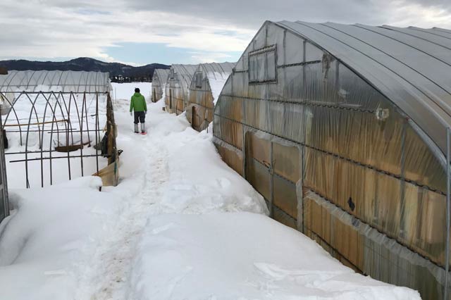雪原に建つビニールハウス