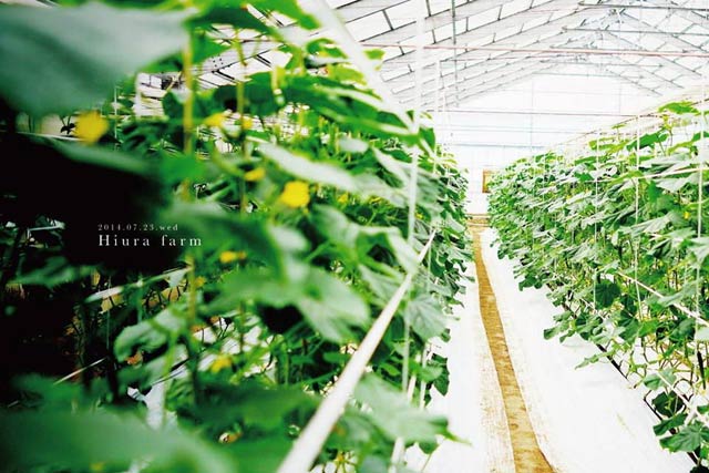 3月11日に燕三条「畑の朝カフェ」が開かれるひうら農場のビニールハウス