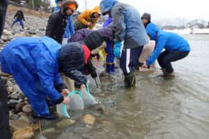 サケの稚魚を五十嵐川に放流する森町小児童