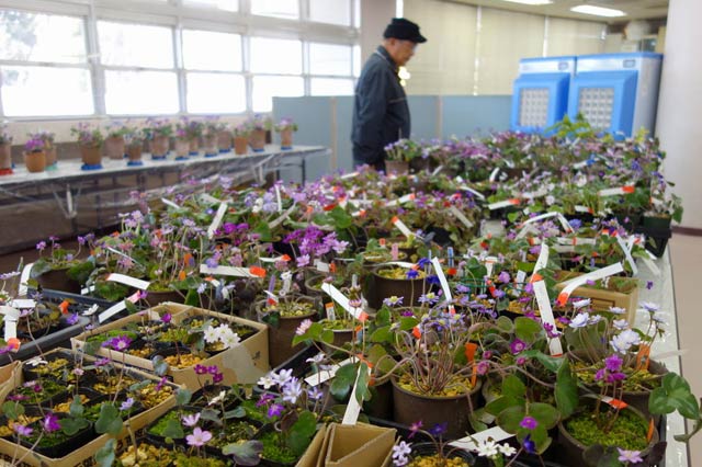 三条雪割草寿会の第19回雪割草展示会が開かれる会場