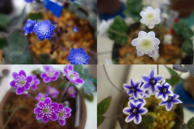 展示するユキワリソウの花