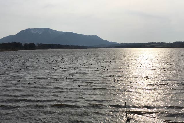 15日午後の水面にカモが浮かぶ佐潟