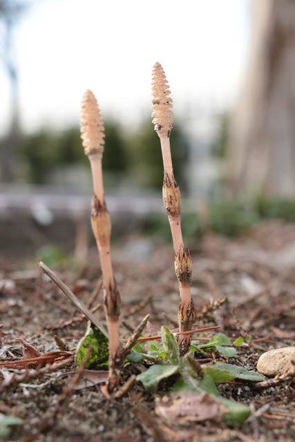三条小学校の花壇で伸び始めたツクシ