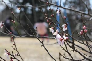 梅林公園で咲き始めた早咲きのウメ