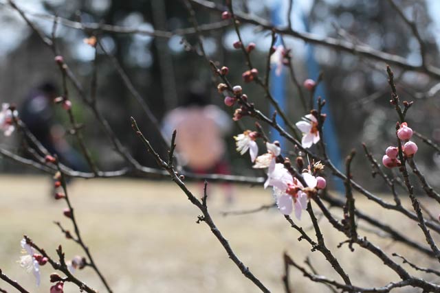 梅林公園で咲き始めた早咲きのウメ