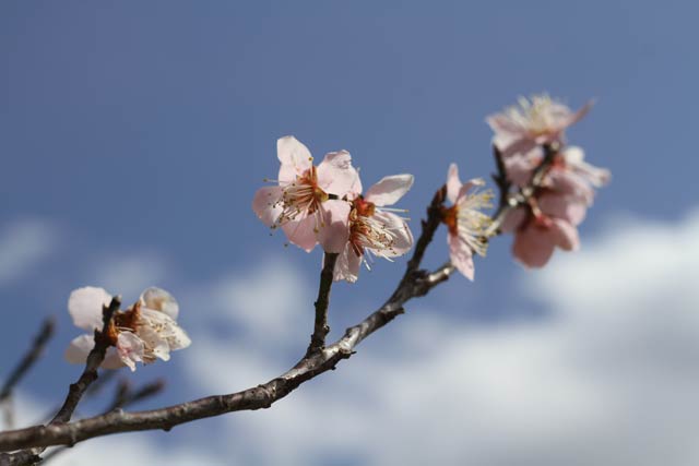 青空にピンクのウメの花