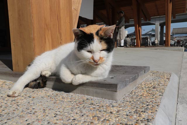 珍しくステージえんがわにやってきた東雲は山田を追いやって看板猫気取り？