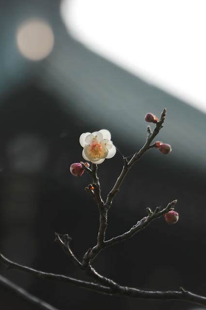 本成寺の聖牛のかたわらに立つ白梅がほころんだ