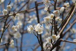 4月中旬並みの最高気温16.0度 ウメはほぼ満開