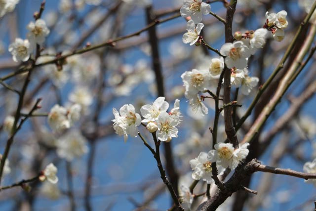 三条市本町1の神社境内でほぼ満開になった白梅
