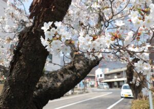 ソメイヨシノに先立って弥彦でヒガンザクラが満開に