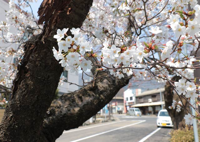 満開になった弥彦駅前通りのヒガンザクラ