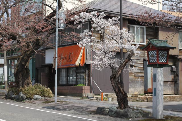 1本だけぽつんとヒガンザクラが立っている
