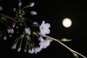 燕市・金山神社での夜の月とサクラ
