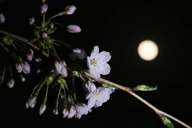 燕市・金山神社での夜の月とサクラ