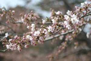 弥彦駅周辺のサクラが咲き始め