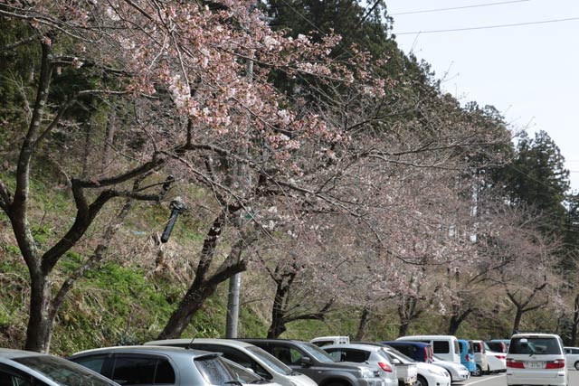 分水ビジターサービスセンターのサクラも遠目で開花していることがわかる