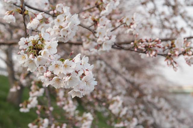 燕消防署前のサクラも開花