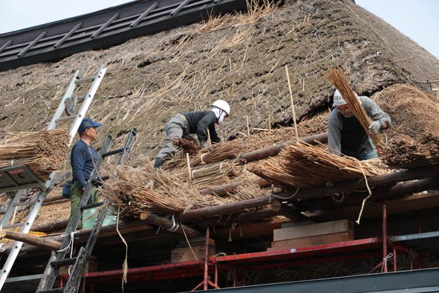 福井旧庄屋佐藤家で20年ぶりに行われているかやぶき屋根のふき替え