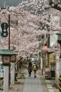 県央のサクラは咲き始めた翌日に見ごろ 異例に早い開花