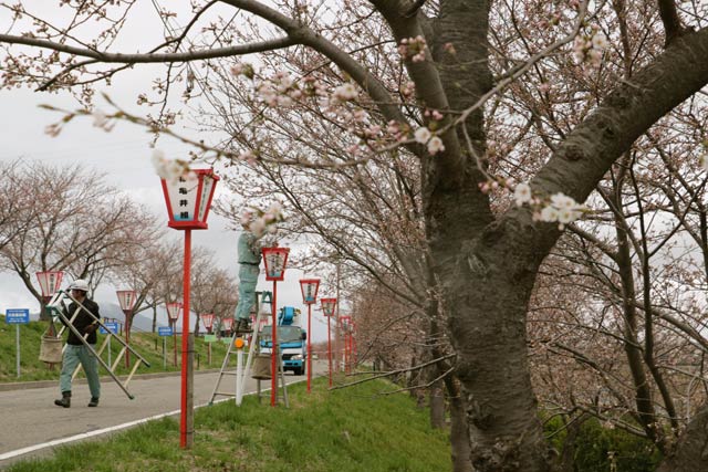 大河津分水は咲き始め