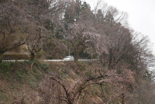 道心坂のサクラは遠目にも咲き始めとわかる