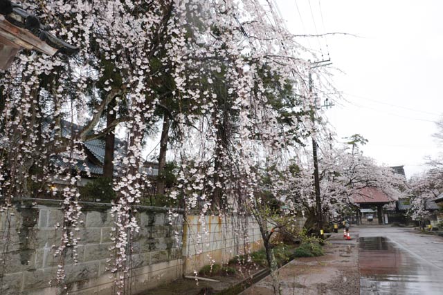 本成寺参道ではシダレザクラも含めて満開