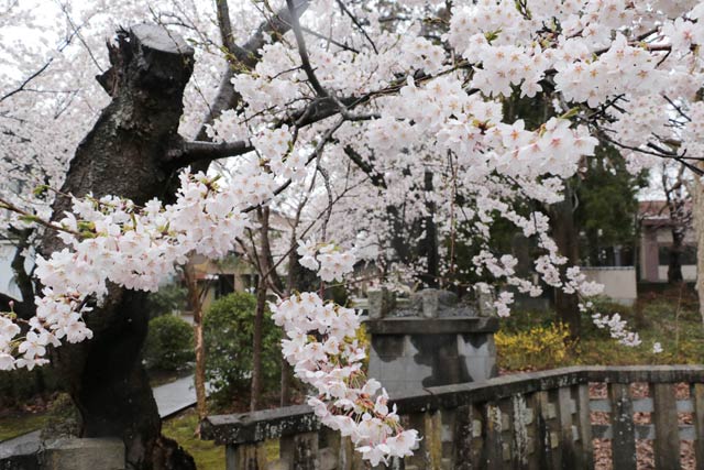 青蓮華院は満開