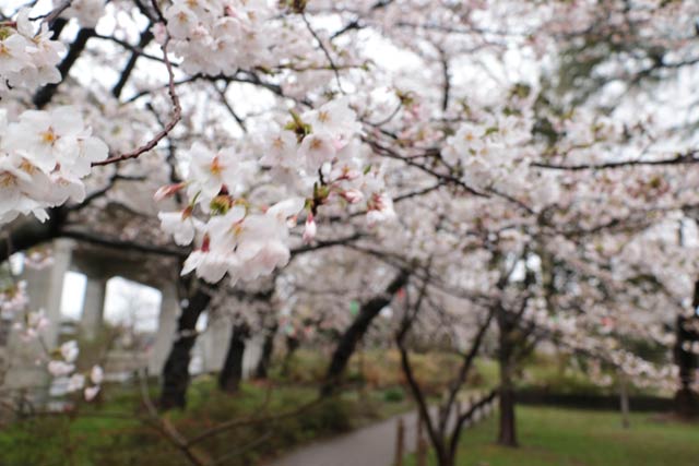 八幡宮は見ごろ