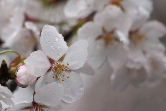 雨にぬれる花