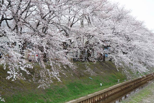 金子新田工業団地のサクラ