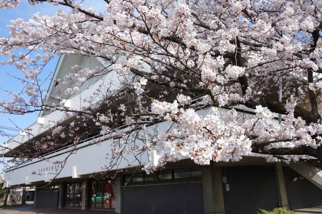三条市厚生福祉会館のサクラ