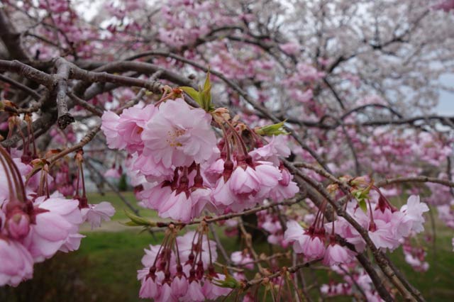 西裏館2の公園