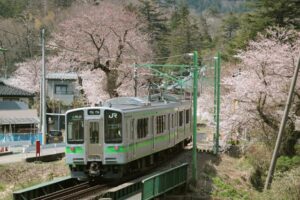 サクラのトンネルを抜けてJR弥彦駅に吸い込まれていく列車