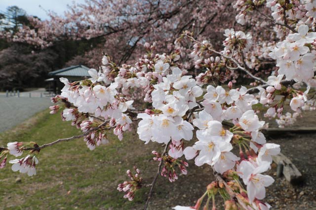 弥彦公園入り口で咲くサクラ