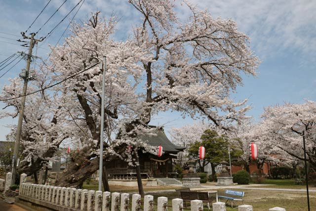金山神社で満開のサクラ