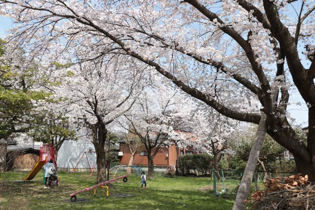 金山神社で満開のサクラ