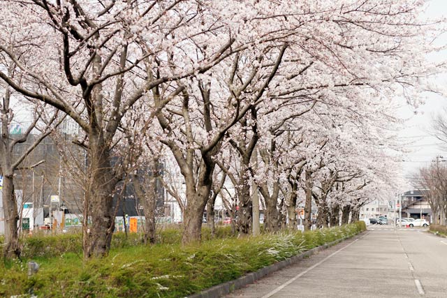 燕三条地場産業振興センターから南東側の水路に沿うサクラ並木