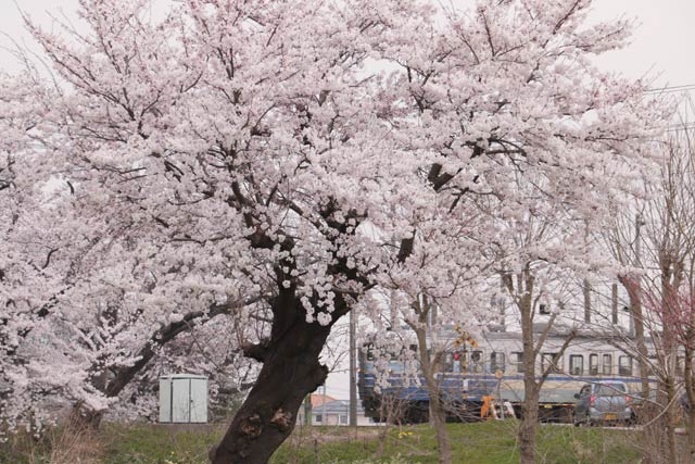 分水駅近い学校踏切を通過してサクラのトンネルへ向かう列車