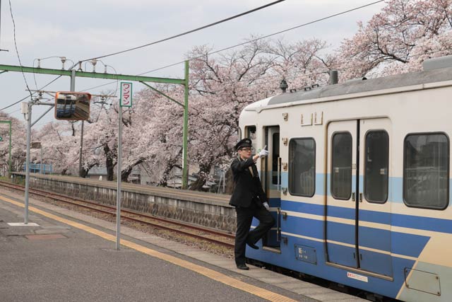 分水駅のサクラ