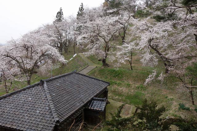 5分咲きから7分咲きになった水道山の斜面をピンクに初めるサクラと旧番宅