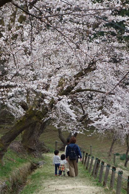 水道山のサクラ