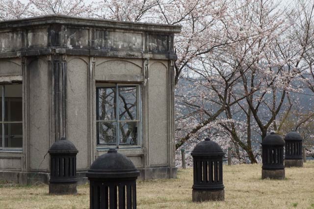 水道山頂上のサクラ
