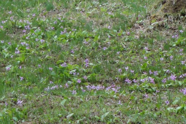 群生するカタクリの花