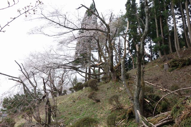 大雪で折れたり倒れたりした場内の木々