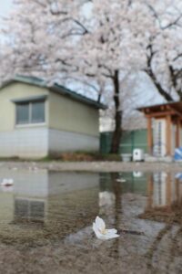 花冷えで満開のサクラをあられがたたく